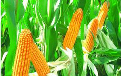 玉米拍卖“退烧” 理性补库是“上策”