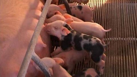 泰国抵制进口肉，我国却大量进口，养猪人活该悲剧？
