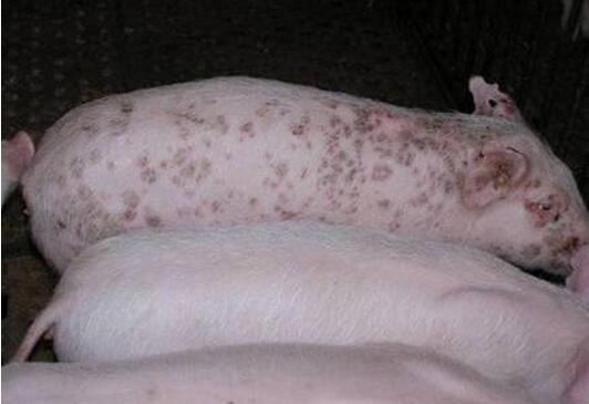 猪丹毒（同圆环、湿疹）的鉴别诊断与防治