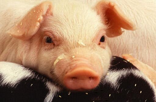 如何简易判断出各种猪病？建议收藏！