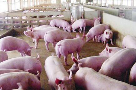 你信吗？越南猪进入中国反倒有利于咱们养户？