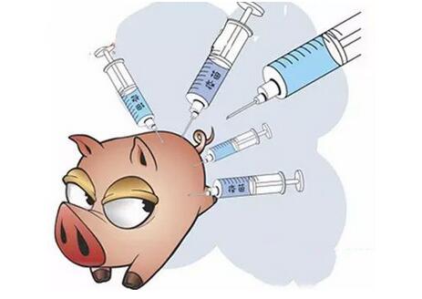 不能忽视过分强调免疫力造成的养猪新问题！