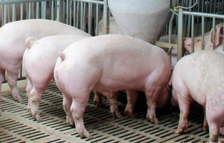 分析6月预测7月猪市走势的评析，六月的猪价会掉吗？