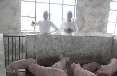你的猪场如何做卫生防疫？必须要有健全的防疫制度！