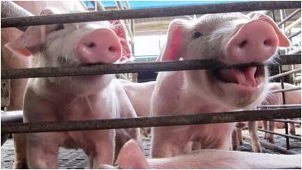 猪场建设——为什么料道和粪道要分开？