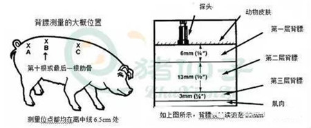 测量P2点膘厚-确保母猪连续高产的基础，你不得不重视