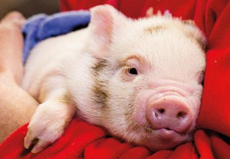 猪寄生虫病对养猪场有什么影响，猪寄生虫病为啥不好？