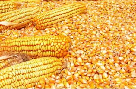 6月15日国内油脂、粕类、小麦及玉米价格行情