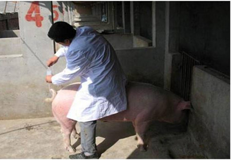 母猪人工授精这三点最重要，养猪人必须要注意！