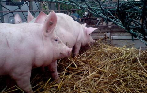 让猪快速增重方法有哪些？9例猪催肥中草药饲料添加剂配方