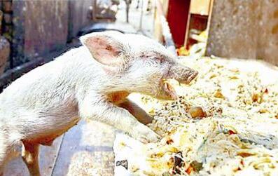 黄陂一村庄成餐厨垃圾集散地 圈养400多头潲水猪