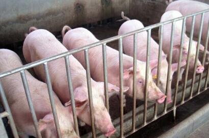 肉价同比下跌30% 明年养猪业或面临盈利拐点