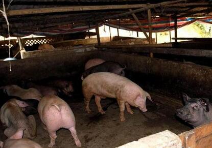 明知道屠宰场会对超重猪压价 养殖户为何还要养牛猪