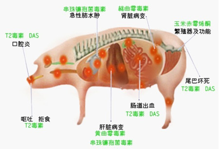 危害最大的四种霉菌毒素 养猪必须了解！