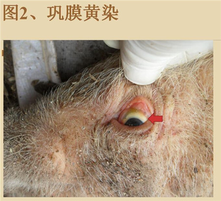 猪结膜炎 方法图片