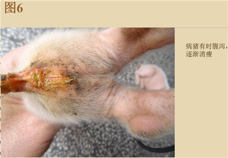 夏季这种猪易发的人畜共患病，25张实图帮你鉴别！