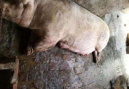 农村养猪：饲料使用存在的误区！