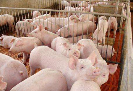 猪场建设--为什么料道和粪道要分开？