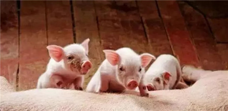 夏季有三种病，99%的猪场都发生过！