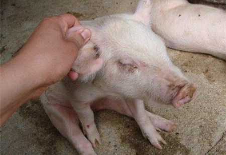 夏季如何防控猪病混合感染