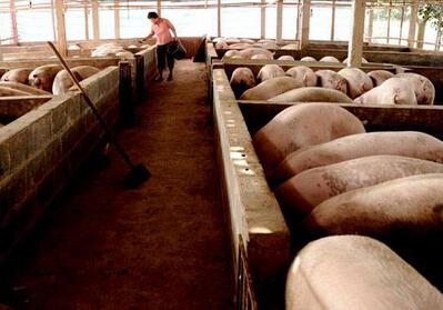 7人养25000头猪，成本仅5.8元/斤，这猪场为何这么牛？