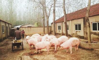 养猪人：种地养猪可享受“工伤”保险，养猪有保障了