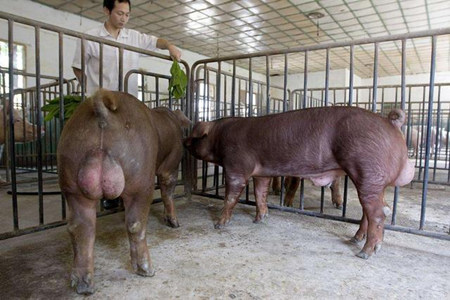 种猪及后备猪的饲养管理要点，每个养猪的都要看看