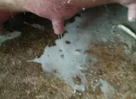 产床母猪奶水不隹的预防与仔猪寄养