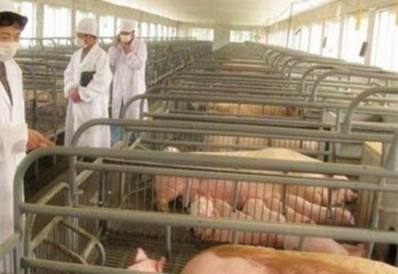你的养猪场是如何做卫生防疫工作的？