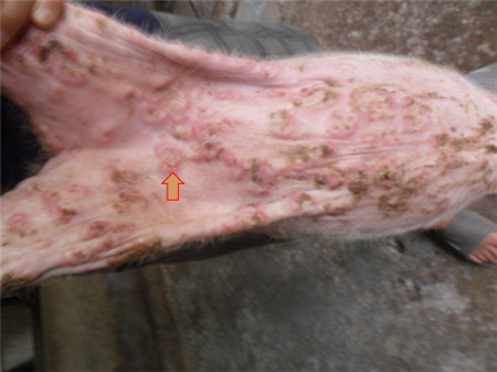 各种猪霉菌毒素中毒症状 一不小心就误诊！（图/文）