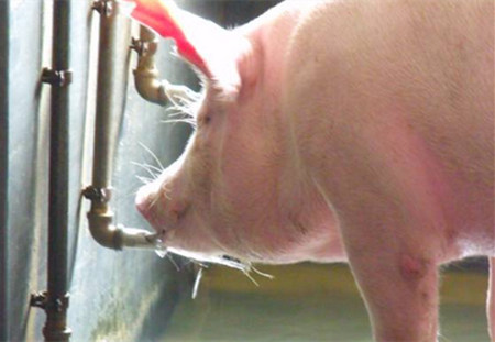 夏季猪饮水很讲究，养猪人一定要知道！