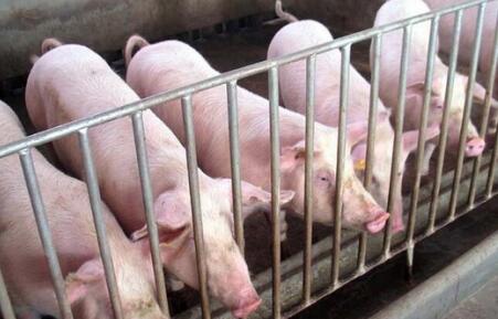 母猪存栏在降，屠宰量却在增加，农业部数据在说谎？