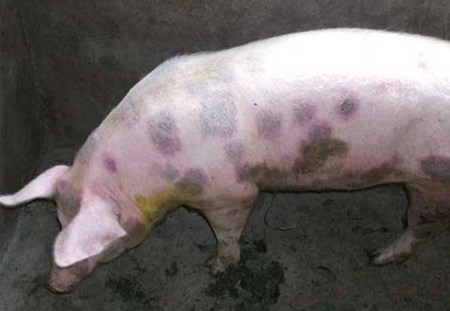 猪场发生猪丹毒该如何进行紧急处理？