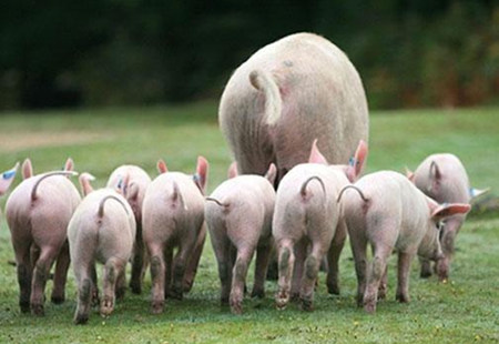 什么是猪场的五阶段饲养？