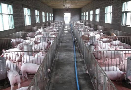 高温情况下猪场湿度如何控制？