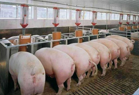 提高肉猪育肥效果的技术措施有哪些？怎么让育肥猪长的快？