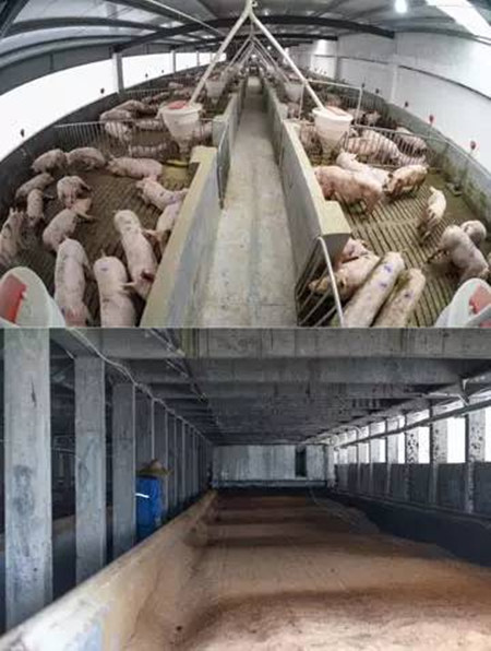 环保“逼迁”如何应对？高床养殖有望破解养猪人无处容身的“生死关”
