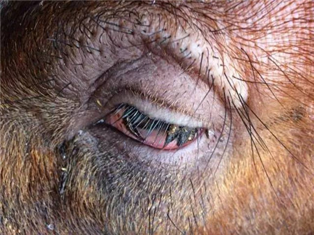 猪场常见的红眼病是什么原因？
