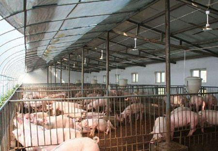 工厂化养猪场与传统养猪场建设区别