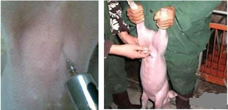 猪腹腔补液操作的关键细节是什么？