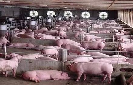小散养殖户终将会成为养猪行业发展的垫脚石吗