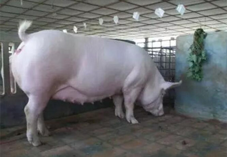 养猪经验顺口溜之母猪发情与配种