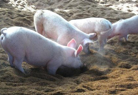 地下式发酵床养猪场建造的注意事项