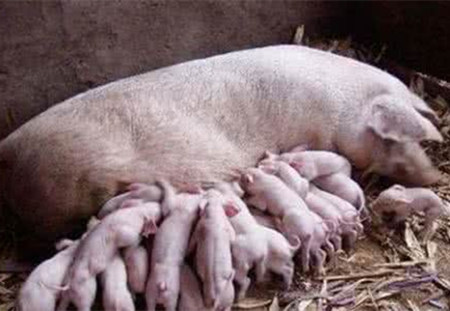 养猪场中自制母猪助产绳与母猪食槽