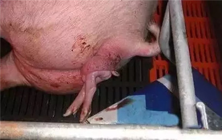 如何确保母猪顺产，需要注意哪些？