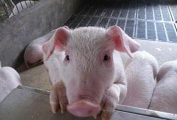 养猪业的几个焦点话题，养猪人都应该看看