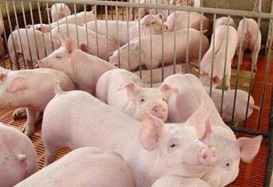 柬埔寨 ——每天大概一万只非法进口猪流进