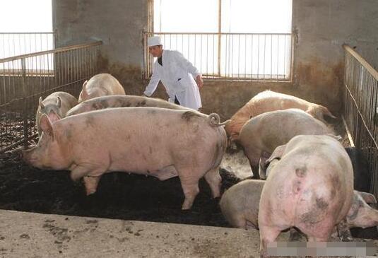 猪价涨二次育肥能赚多少钱？养猪还能这样去挣钱