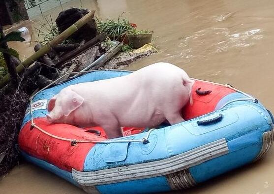 洪水来袭！猪圈被淹，