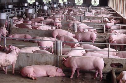 “猪周期”大起大落，养殖户苦不堪言，扬言要离开养猪界